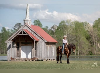 Fries paard Mix, Merrie, 4 Jaar, Buckskin
