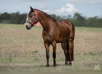 Fries paard Mix, Merrie, 4 Jaar, Buckskin