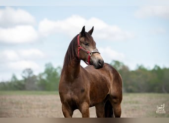 Fries paard Mix, Merrie, 4 Jaar, Buckskin