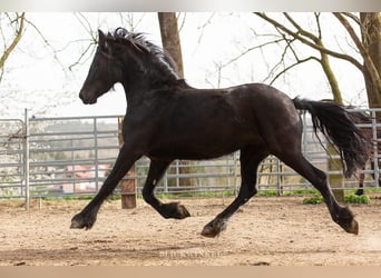 Fries paard, Merrie, 4 Jaar, Zwart