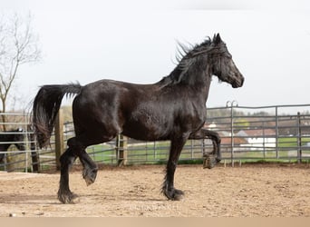 Fries paard, Merrie, 4 Jaar, Zwart