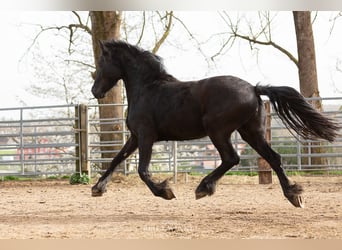 Fries paard, Merrie, 4 Jaar, Zwart