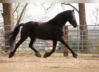 Fries paard, Merrie, 4 Jaar, Zwart