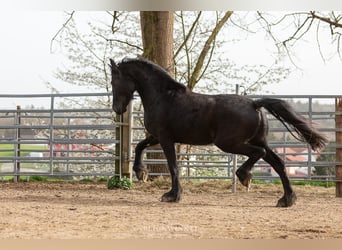 Fries paard, Merrie, 4 Jaar, Zwart