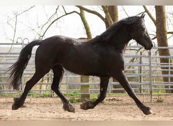 Fries paard, Merrie, 4 Jaar, Zwart