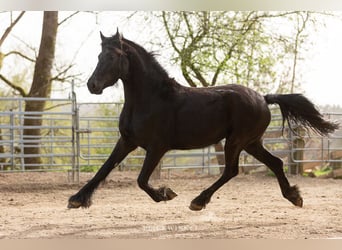 Fries paard, Merrie, 4 Jaar, Zwart