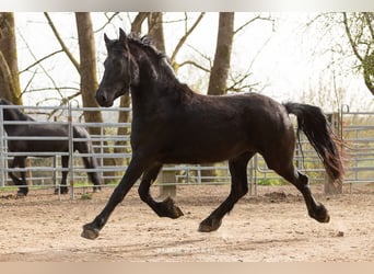 Fries paard, Merrie, 4 Jaar, Zwart