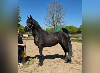 Fries paard Mix, Merrie, 5 Jaar, 150 cm, Zwart