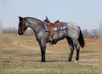 Fries paard, Merrie, 5 Jaar, 152 cm, Roan-Blue