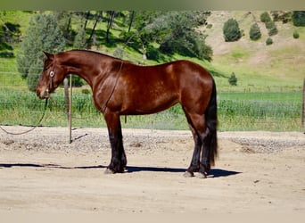 Fries paard, Merrie, 5 Jaar, 152 cm, Roodbruin
