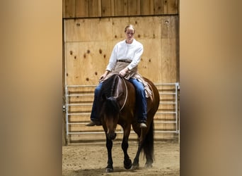 Fries paard Mix, Merrie, 5 Jaar, 152 cm, Roodbruin