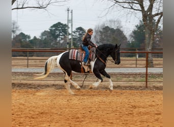 Fries paard, Merrie, 5 Jaar, 155 cm, Gevlekt-paard