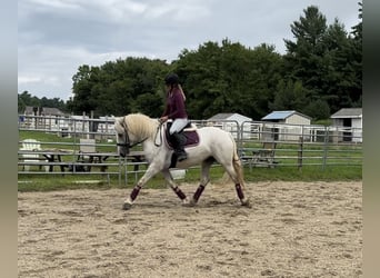 Fries paard Mix, Merrie, 5 Jaar, 155 cm, Schimmel