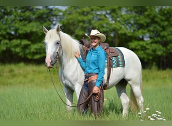 Fries paard Mix, Merrie, 5 Jaar, 155 cm, Schimmel