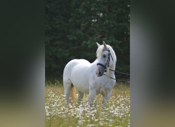 Fries paard Mix, Merrie, 5 Jaar, 155 cm, Schimmel