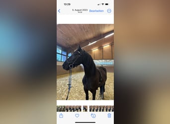 Fries paard, Merrie, 5 Jaar, 155 cm, Zwart