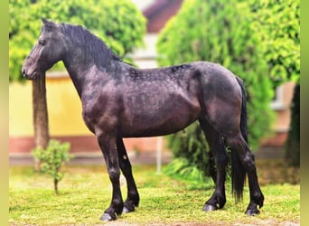 Fries paard Mix, Merrie, 5 Jaar, 155 cm, Zwart