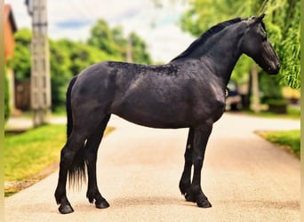 Fries paard Mix, Merrie, 5 Jaar, 155 cm, Zwart