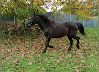 Fries paard Mix, Merrie, 5 Jaar, 155 cm, Zwart