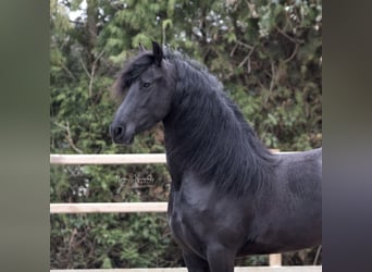 Fries paard, Merrie, 5 Jaar, 156 cm, Zwart