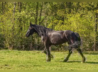 Fries paard Mix, Merrie, 5 Jaar, 156 cm, Zwart
