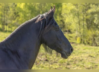 Fries paard Mix, Merrie, 5 Jaar, 156 cm, Zwart