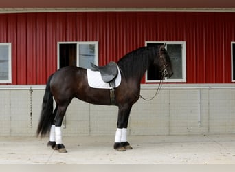 Fries paard Mix, Merrie, 5 Jaar, 157 cm, Zwart