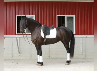 Fries paard Mix, Merrie, 5 Jaar, 157 cm, Zwart