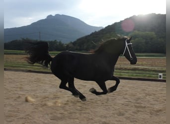 Fries paard, Merrie, 5 Jaar, 158 cm, Zwart