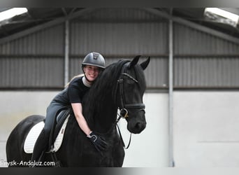 Fries paard, Merrie, 5 Jaar, 159 cm, Zwart