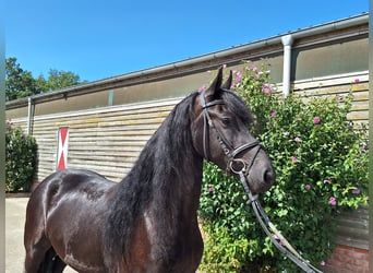 Fries paard, Merrie, 5 Jaar, 160 cm