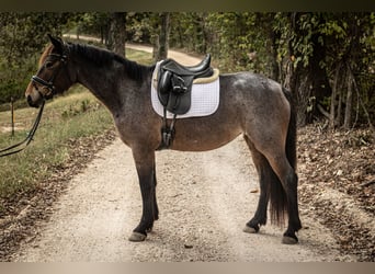 Fries paard Mix, Merrie, 5 Jaar, 160 cm, Roan-Bay