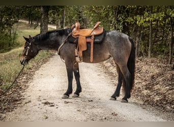 Fries paard Mix, Merrie, 5 Jaar, 160 cm, Roan-Bay