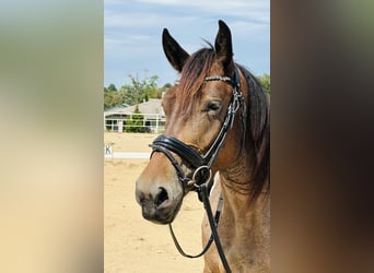 Fries paard Mix, Merrie, 5 Jaar, 160 cm, Roan-Bay
