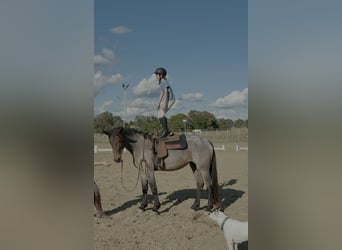 Fries paard Mix, Merrie, 5 Jaar, 160 cm, Roan-Bay
