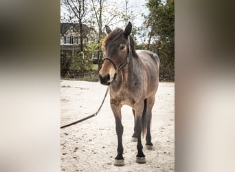 Fries paard Mix, Merrie, 5 Jaar, 160 cm, Roan-Bay