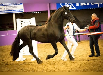 Fries paard, Merrie, 5 Jaar, 160 cm, Zwart