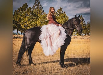 Fries paard, Merrie, 5 Jaar, 160 cm, Zwart