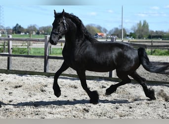 Fries paard, Merrie, 5 Jaar, 160 cm, Zwart