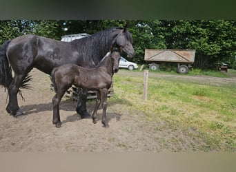 Fries paard, Merrie, 5 Jaar, 162 cm, Zwart