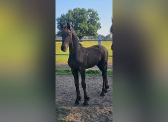 Fries paard, Merrie, 5 Jaar, 162 cm, Zwart