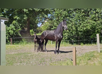 Fries paard, Merrie, 5 Jaar, 162 cm, Zwart