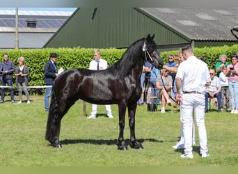 Fries paard, Merrie, 5 Jaar, 162 cm, Zwart