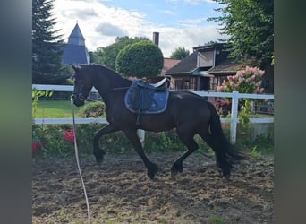 Fries paard, Merrie, 5 Jaar, 162 cm, Zwart