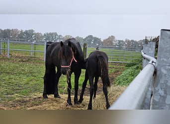 Fries paard, Merrie, 5 Jaar, 162 cm, Zwart