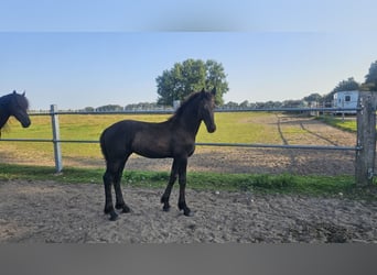 Fries paard, Merrie, 5 Jaar, 162 cm, Zwart