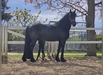 Fries paard, Merrie, 5 Jaar, 162 cm, Zwart