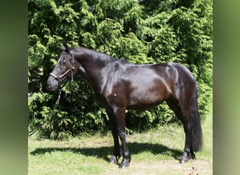 Fries paard Mix, Merrie, 5 Jaar, 162 cm, Zwart