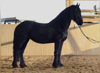 Fries paard, Merrie, 5 Jaar, 162 cm, Zwart