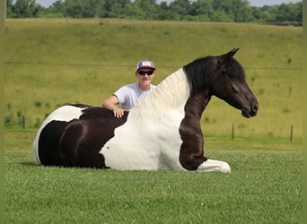 Fries paard, Merrie, 5 Jaar, 163 cm, Tobiano-alle-kleuren